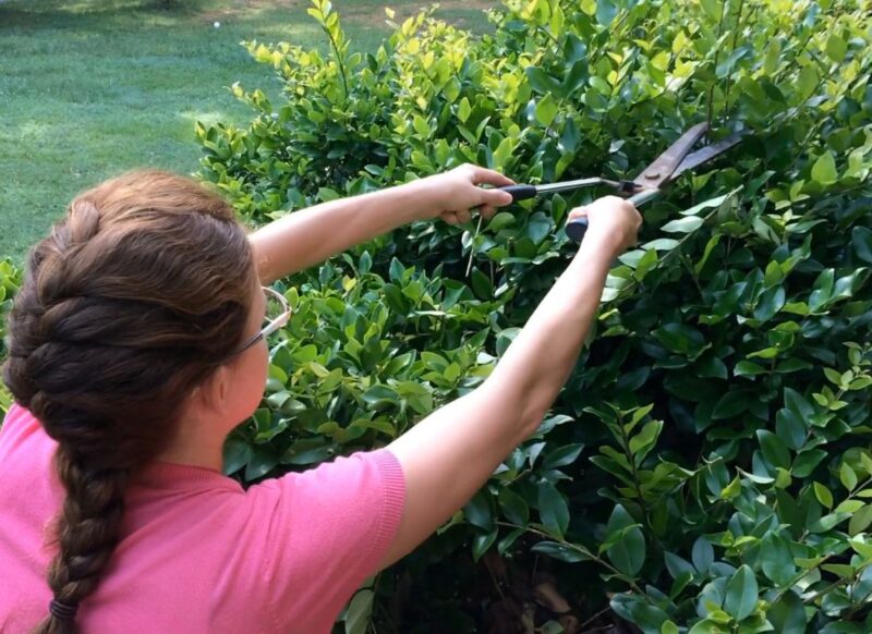 devojka orezuje žbun